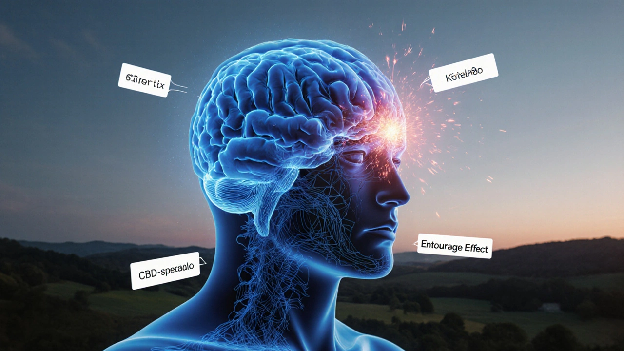 Abstraktní mozek s klidnou a energickou polovinou symbolizující různé typy CBD.